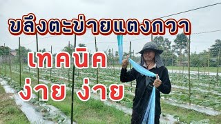 การติดตั้งตาข่ายใส่ค้างแตงกวา | เกษตรสร้างรายได้ | เกษตรกล้วยๆ