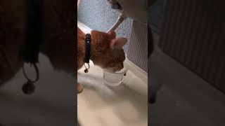 お風呂で水を飲む猫