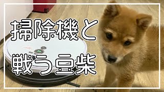 【豆柴】ロボット掃除機に慣れた豆柴。【子犬】柴犬ころVLOG・shiba inu puppy 시바 강아지