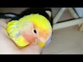 220106【子供に逢いたい】花々力持ち　小桜インコ　我が家の天使たち6羽