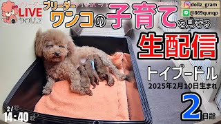 【子育て 生配信】トイプードル 子犬 2日齢 【2025/2/12】