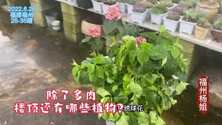 福州杨姐：楼顶除了近3000盆多肉还有哪些植物？高温其他植物都缺水严重