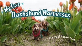 Our Favorite Dachshund Harnesses & Matching Leash Colors