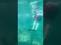 Playful Sea Lion Interacts with People Snorkeling - Do you want to play?