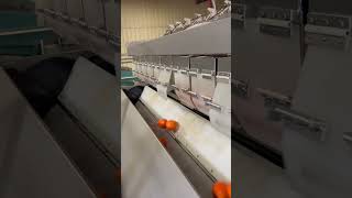 Automated citrus 🍊 weigher @newtec #agriculturetechnology