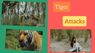 World Most Dangerous Tigers Attacks Man Help Girls | Movies Clips