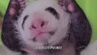 可愛熊貓家族來了 ！簡直太萌了 #animals # panda #foryou