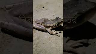 বিরল প্রজাতির ব্যাঙ| Rare Species of Frog|