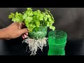 Grow coriander with this method in 7 Days