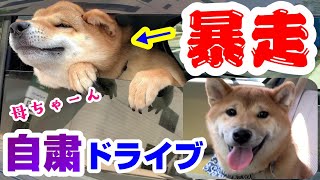 喧嘩兄弟が外出自粛ドライブ！母が車から降りた途端に激変する柴犬