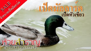 ห้วยสำราญ ฟาร์ม เป็ดมัลลาร์ด เป็ดหัวเขียว