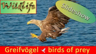 HEIMISCHE GREIFVÖGEL Adler, Milan, Bussard, Weihe, Sperber - Kalender Slideshow