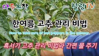 혹서기 고추 재배 시비와 물 주는 방법(Hot summer pepper cultivation and water treatment.)