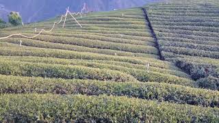 台灣南投杉林溪高山烏龍茶龍鳳峽茶區