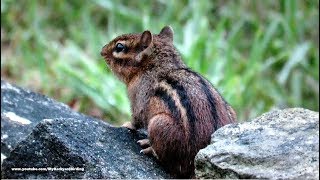 Chipmunk Calling \