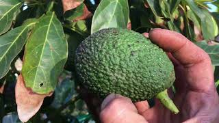 Best Avocado Harvest Tips