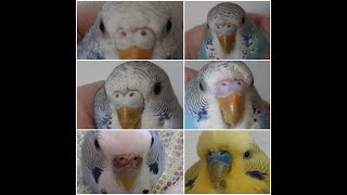 Как определить пол волнистого попугая. Вызначыць пол папугая. How to determine the sex of a budgie