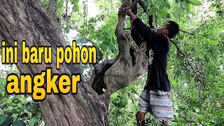 Berburu Bonsai Di Alam Dapat Pohon Angker