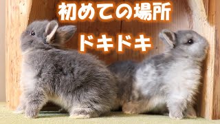 【緊張が伝わる～】ドキドキしているうさぎさん♪