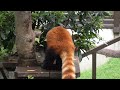 レッサーパンダ　ショウショウくん　リンゴを探しているようです　【のんほいパーク】red panda shosho kun toyohashi zoo