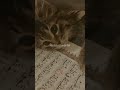 cat reading quran, sweet cat , animals #animalshorts #shortvideo #shorts