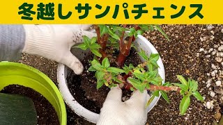 冬越ししたサンパチェンスを植え替えました/無事に大きくなるか。冬越ししたサンパチェンスを新しい土で植え替え/