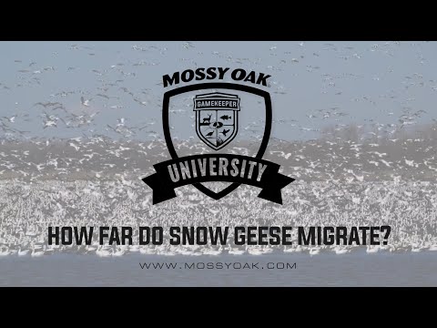How far south do snow geese fly?