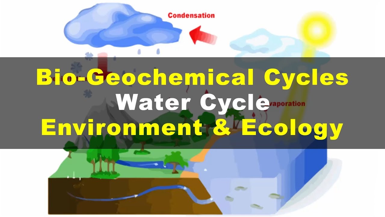 Water Cycle Explained | Environment & Ecology - YouTube