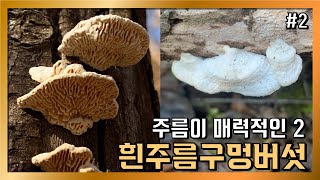 대구 야생버섯 산행 흰주름구멍버섯 CUT - 12월 둘째주