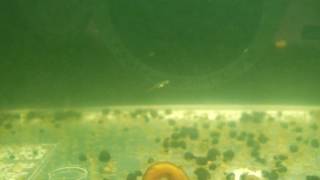 トウカイヨシノボリの生後19～20日目の稚魚 2016/06/11 Rhinogobius sp TO fry (19-20 days old)