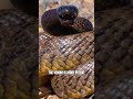 World's Most Venomous Snake Inland Taipan #shorts #viral