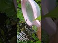 ആമ്പൽ കുളം 🐟 small pond nature reels trending fishpond