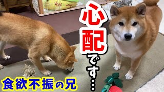 久々の鹿肉に興奮した柴犬がパニックに陥り鳴きながら部屋を徘徊！しかしその後・・・散歩中の過激行動に安堵しました