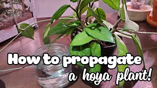 How To Propagate A Hoya! | Water Propagation Method