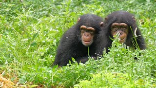 悪戯っ子たちにも思いやりがある。（They are mischievous, but considerate.）　多摩動物公園　チンパンジー　202308