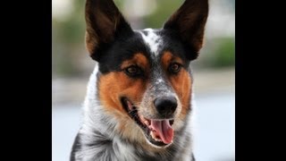 BAD ASS DOG 2