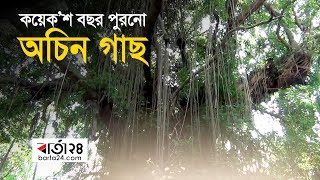 কয়েক’শ বছর পুরনো অচিন গাছ... | Barta24.com