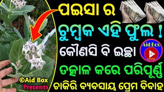 ଚମତ୍କାର ଶ୍ୱେତାର୍କ:ଦିବ୍ୟ ଧନ ଦାୟୀ ଏବଂ ଇଚ୍ଛା ପୂର୍ତ୍ତି ତନ୍ତ୍ରୋକ୍ତ ପ୍ରୟୋଗ | Money Gain Wish Fulfill Tree