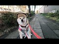 【柴犬介助犬】不思議に思ってた謎が解明できました［柴犬介助犬るな］