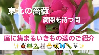 【東北の薔薇】蛇も遊びに/めんこい いきもの達/ 薔薇の庭 /シニアライフ/庭暮らし