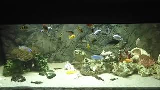 African cichlids aquarium 560l