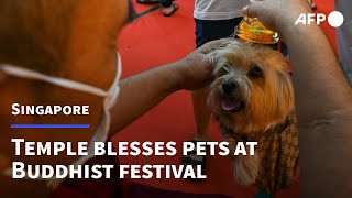 Singapore temple offers pet blessings for Buddhist festival | AFP