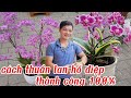 Cách trồng lan hồ điệp sống 100%, cách chăm sóc lan hồ điệp mãn thiên hồng phát triển khỏe mạnh