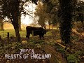 Zucca- Beasts of England