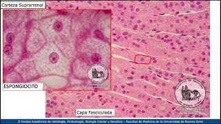 VIDEHISTO #51 | Sistema endocrino - Suprarrenal