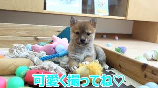 【豆柴】子犬　12/19　男の子♂2　摂州宝山荘　mameshiba dog Puppy （mame shiba inu)