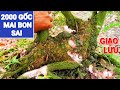 (@SANG zalo₫#0766625744)#Giao lưu lô mai vàng Bonsai TP 1/12/2024 ĐC: Huyện Lai Vung, Tỉnh ĐT