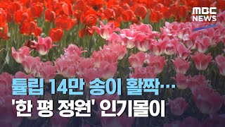 튤립 14만 송이 활짝…'한 평 정원' 인기몰이 (2021.04.23/뉴스투데이/MBC)