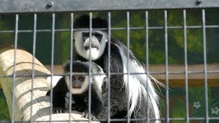 2019.3.9 Abyssinian Colobus　アビシニアコロブス　成長記録No.11　ピン（4ヵ月♂）　命名　（日本平動物園）