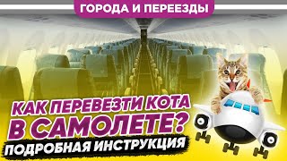 Как перевезти кота в самолете? Подробная инструкция